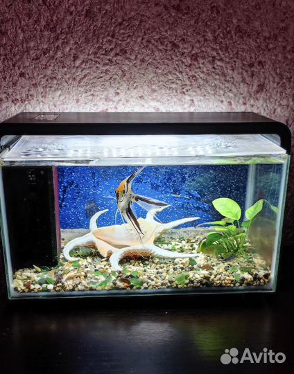 Аквариум