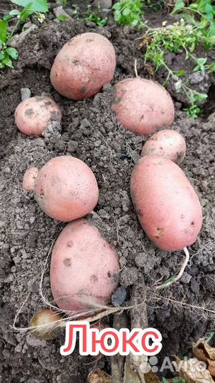 Посадочный картофель 3 репродукция по сортам