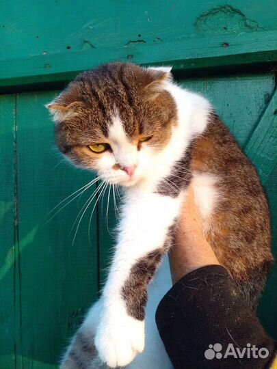 Шотландская вислоухая кошка бесплатно