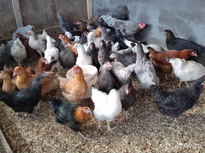 Курицы несушки