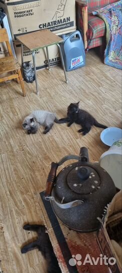 Котята в добрые руки 5 месяцев