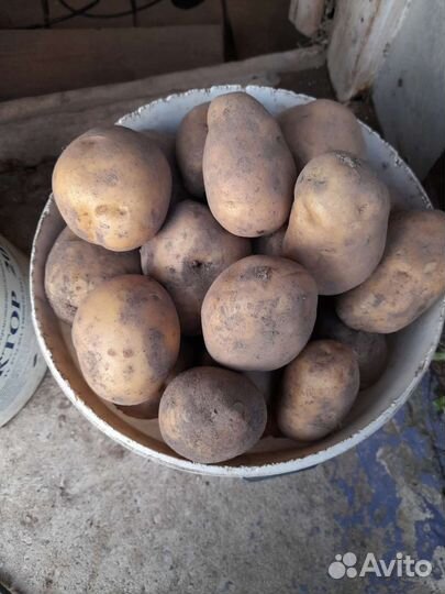 Картофель в пищу