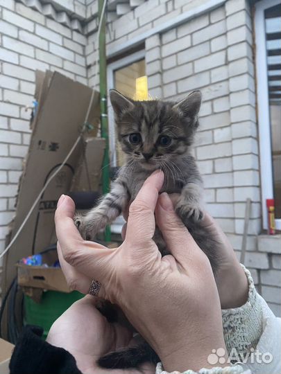 Отдам котят в добрые руки