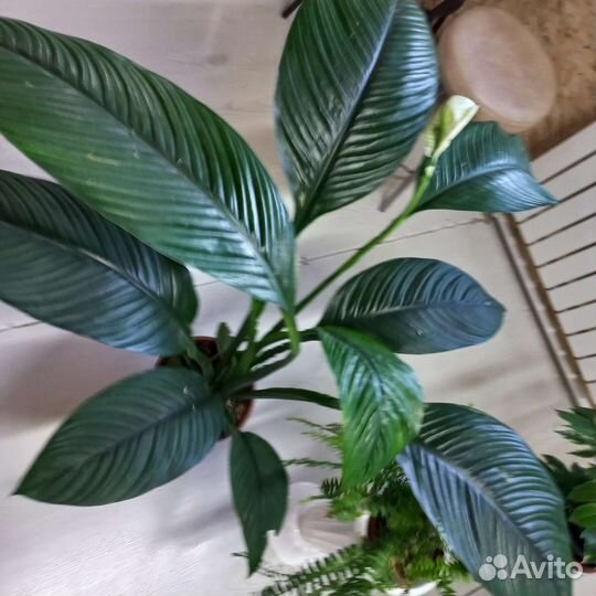 Спатифиллум сенсация