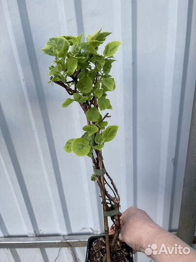 Гортензия плетистая Miranda