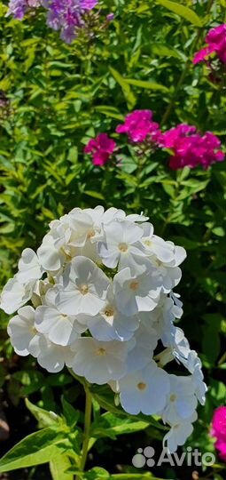 Флоксы многолетние