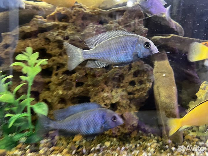 Цихлиды голубые дельфины
