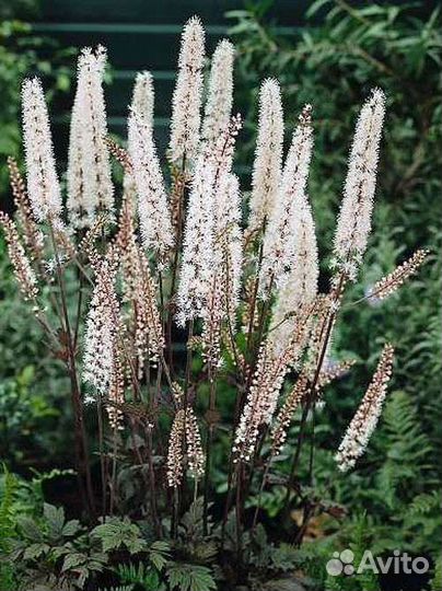 Многолетние садовые цветы