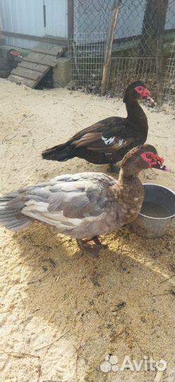 Мускусные утки