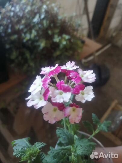 Цветы вегетативные