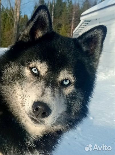Щенки сибирской хаски