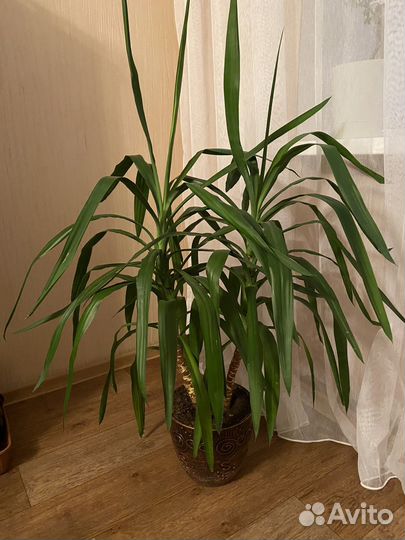 Юкка
