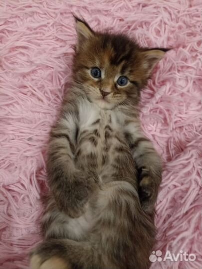 Котята мейн-кун