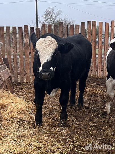 Быки на племя