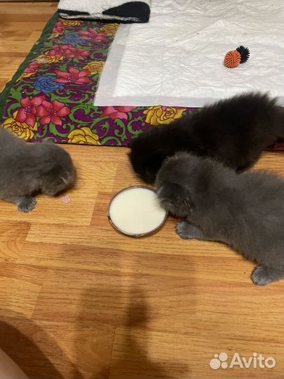 Шотландские котята