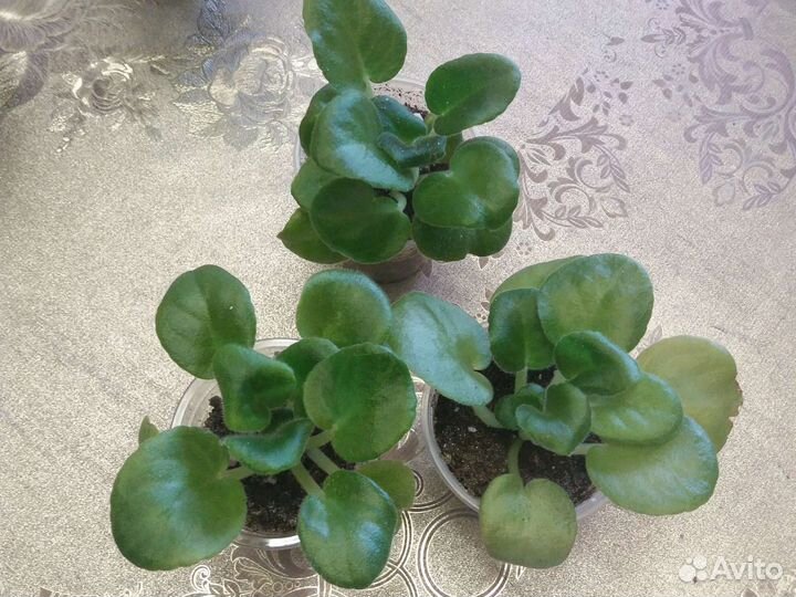 Фиалка махровая