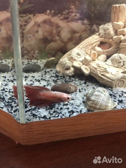 Аквариумные рыбки