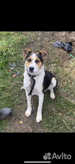 Щенок в добрые руки бесплатно