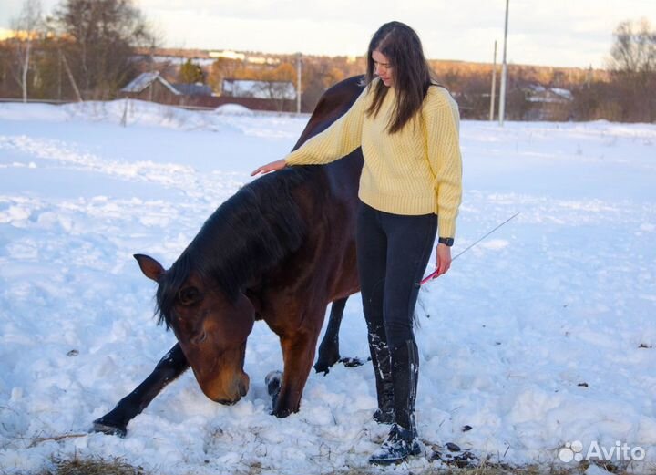 Лошадь в аренду