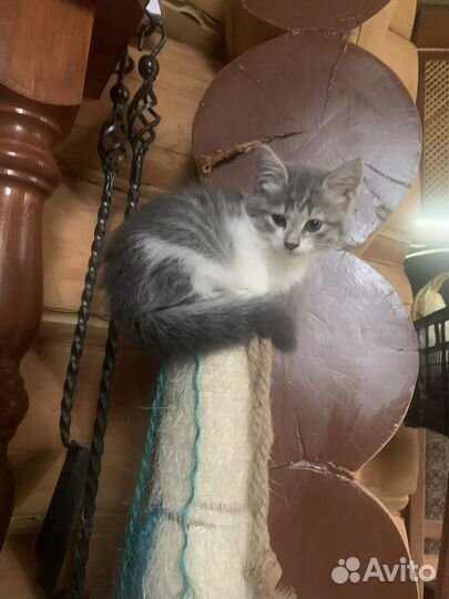 Кошка в дар