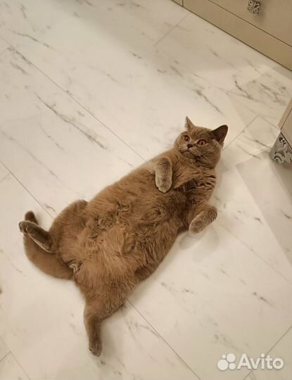 Британский кот