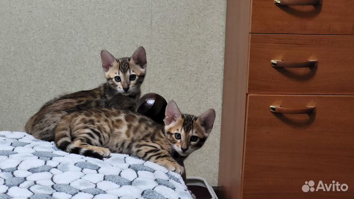 Бенгальские мальчики