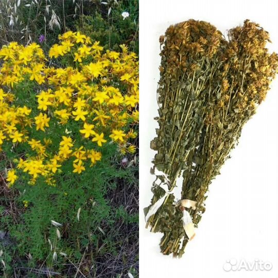 Травы: душица, зверобой, Иван чай, одуванчик