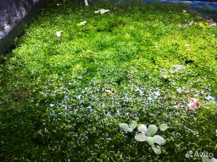 Мох для аквариума