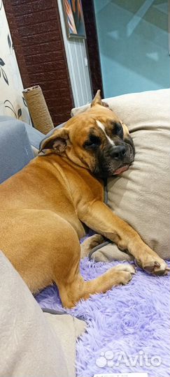 Случка амстафф