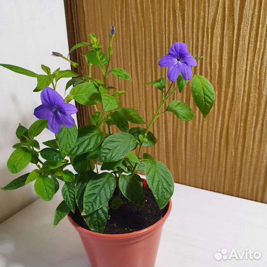 Комнатные цветы(разные)