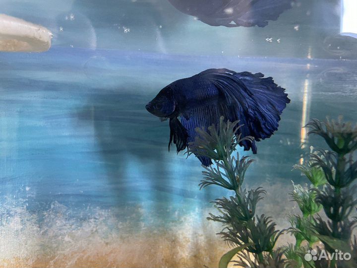 Аквариум с рыбкой