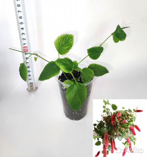 Акалифа,руэллия,плюмбаго,уайтфельдия,эсхинантус