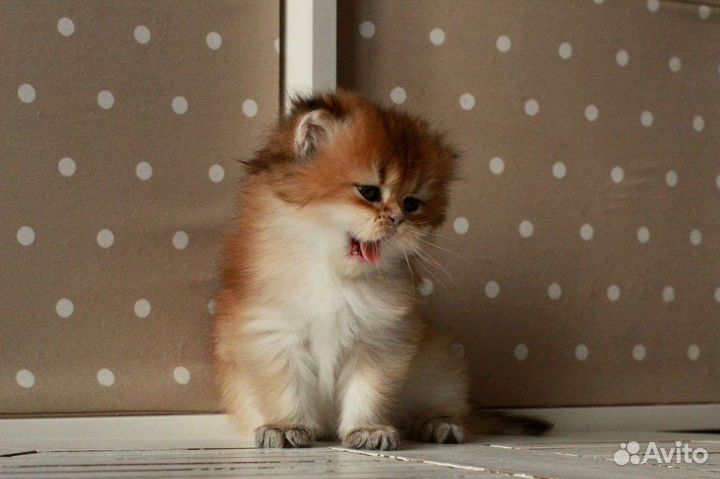 Очаровательный британский малыш