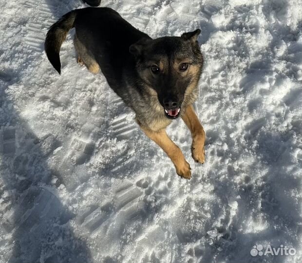 Молодая собачка в добрый дом