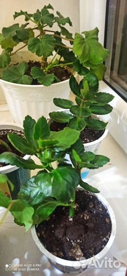 Комнатные цветы каланхоэ