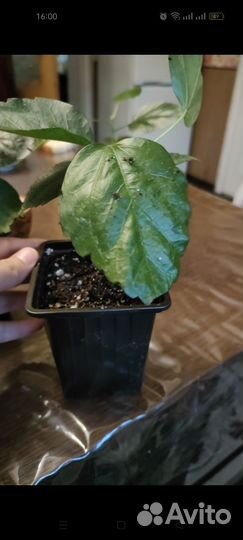 Гибискус китайская роза