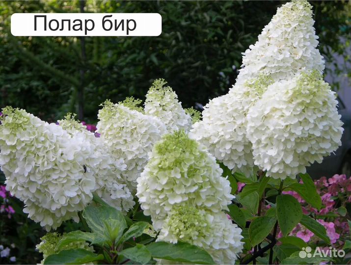 Гортензии, красивоцветущие кустарники,ежевика