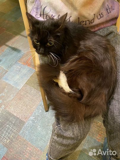 Отдам кота в добрые руки