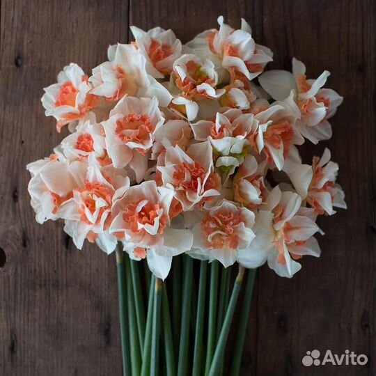 Луковицы нарциссов Replete