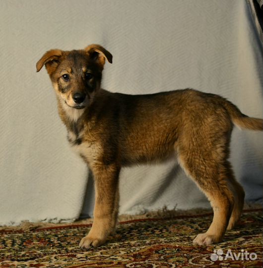 Щенки дворняжки