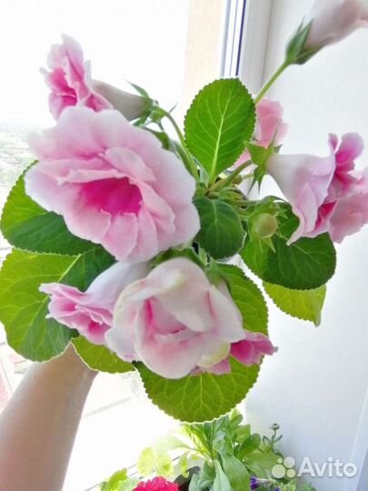 Фиалка, сининнгия, глоксиния