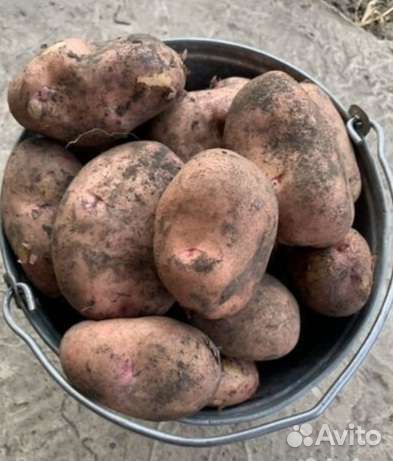 Картофель