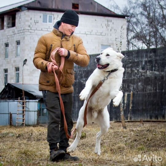 Кавказский волкодав в дар