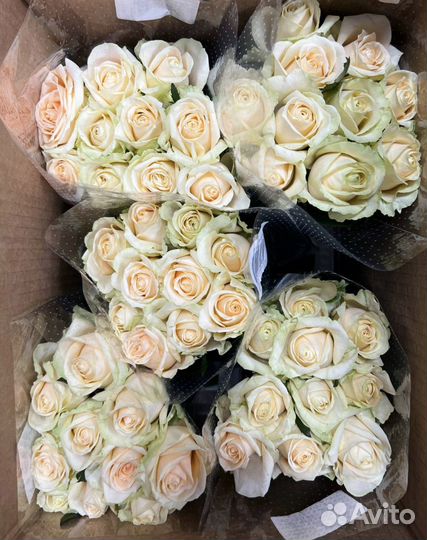 Цветы розы оптом
