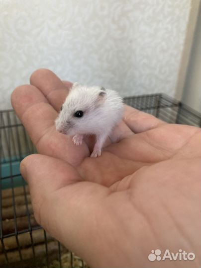 Джунгарский хомяк