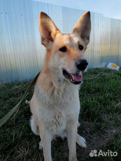 Статная красавица ищет дом в добрые руки