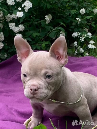 Щенок Американский булли Девочка микро экзот