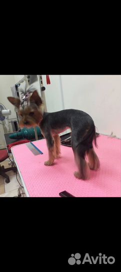 Стрижка собак и кошек Сортировка