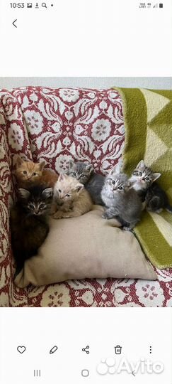 Котята