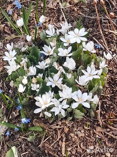 Продам цветы